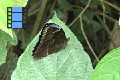 Sene 44_Morpho on Leaf 6